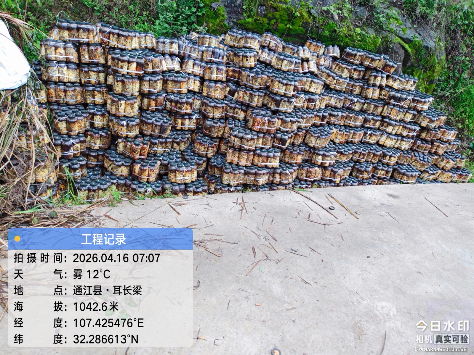 不止种出天麻，更要留下产业价值