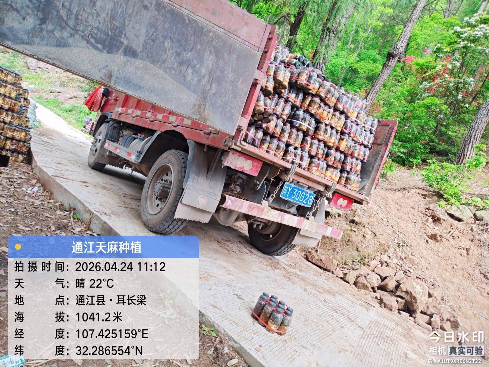 菌材与物资运输进山