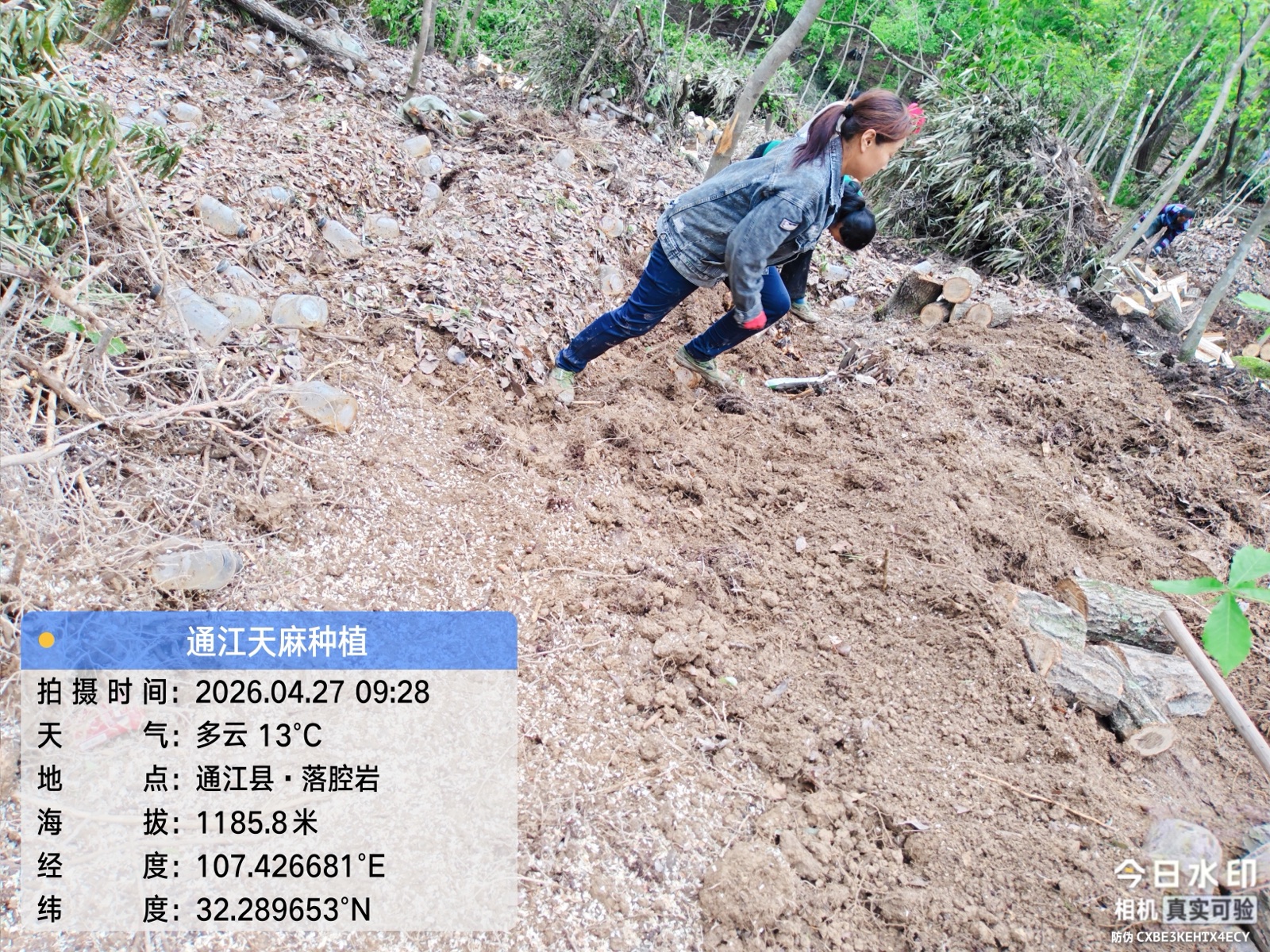 通江天麻基地山林作业现场